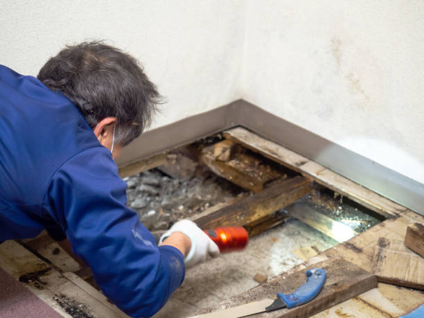 Best Mold Damage Repair  in Belvedere Park, GA