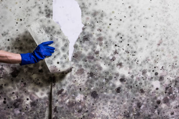 Best Emergency Mold Removal  in Belvedere Park, GA